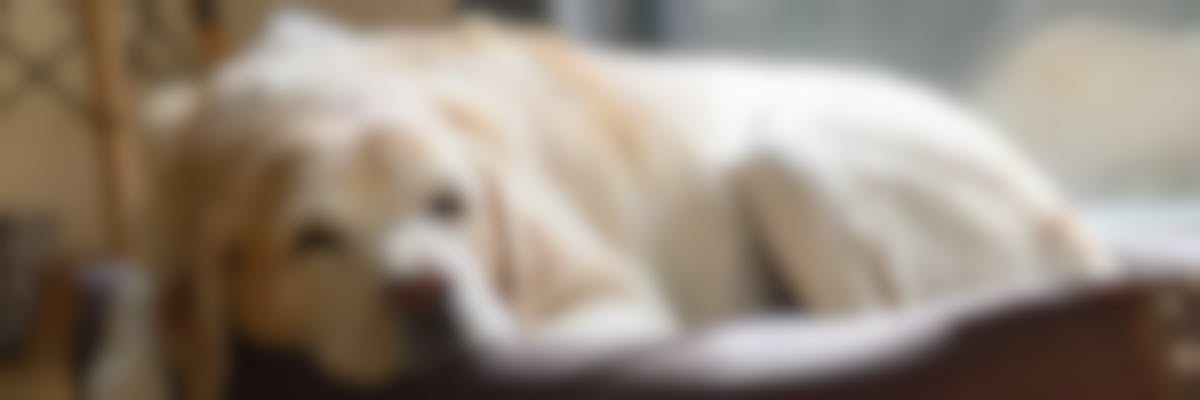 Comment protéger mon chien contre la dirofilariose?