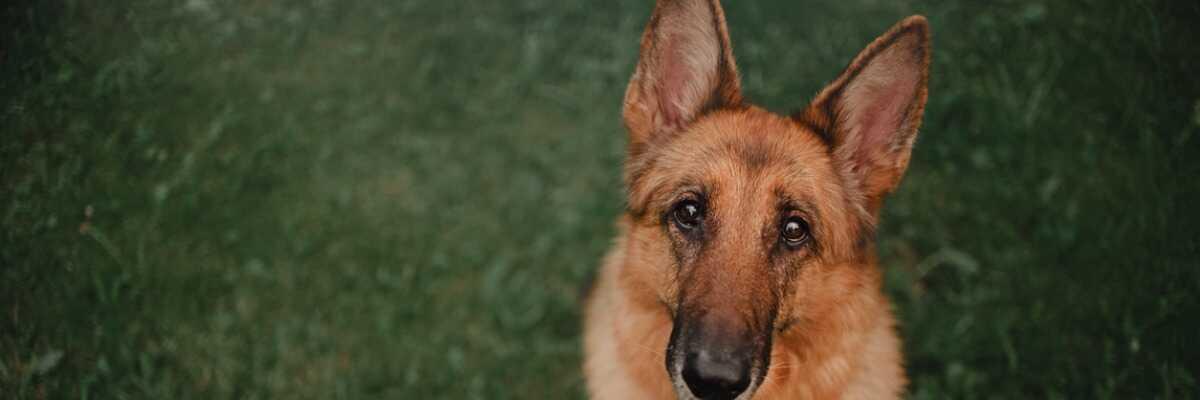 Gale de l'oreille du chien : cause, symptômes, traitements et prévention