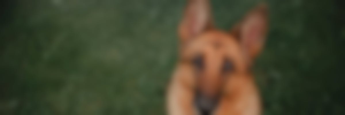 Comment protéger mon chien contre la gale des oreilles?