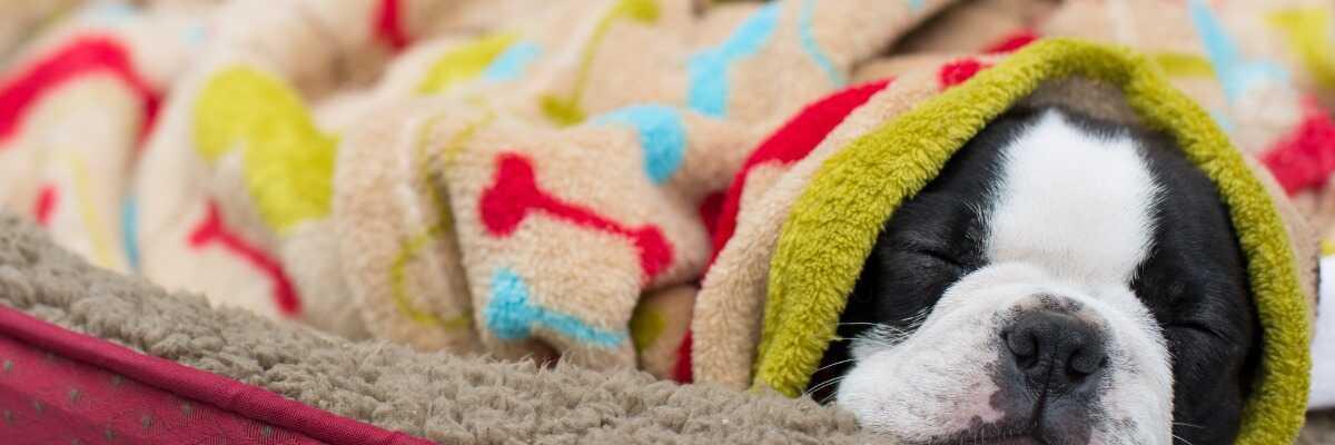 Hond beschermen tegen leishmaniasis.