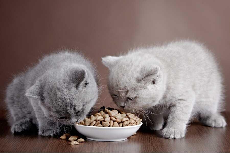 Het droogvoer voor katten is aangepast aan elke levensfase.