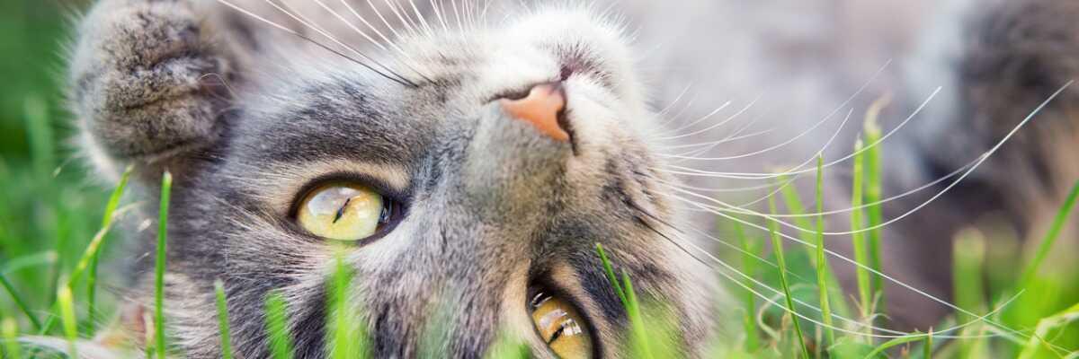 Schurft bij katten.