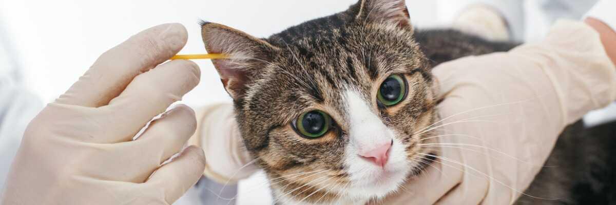 Oormijt bij katten.
