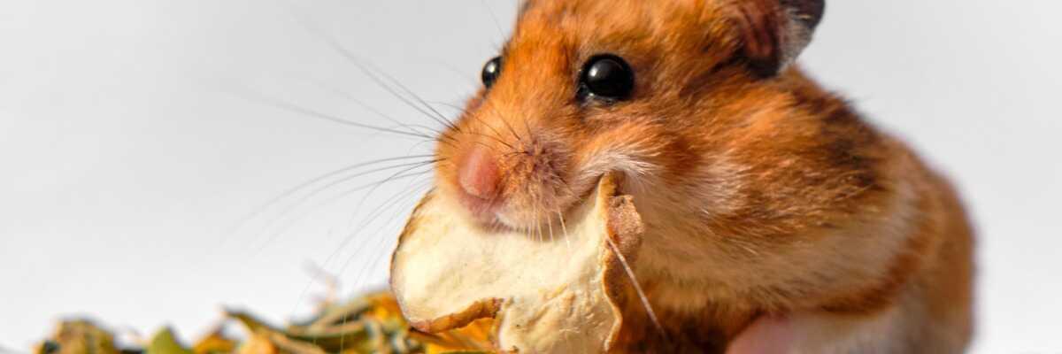 Mini Hamster - La nourriture idéale pour votre rongeur