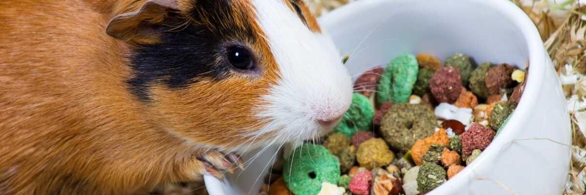 Hoe voorkom je een vitamine C tekort bij Cavia's?