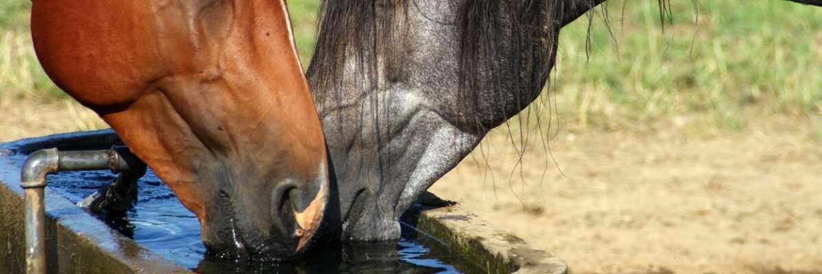 hoe weet je hoeveel water je paard nodig heeft