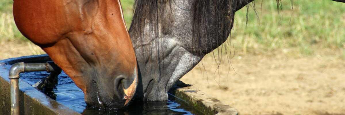 Connaître les besoins en eau de votre cheval