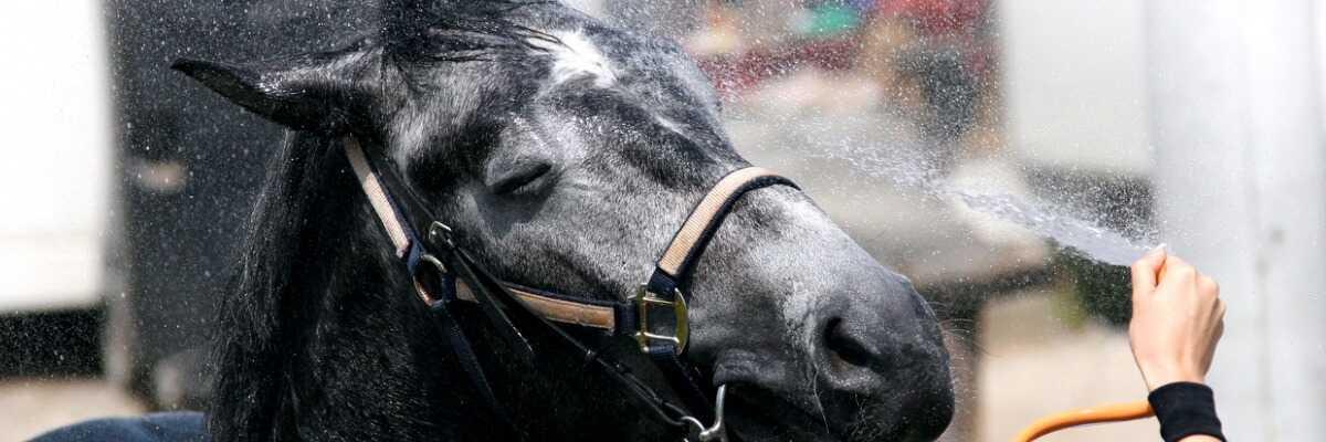 hoe geef je je paard een douche