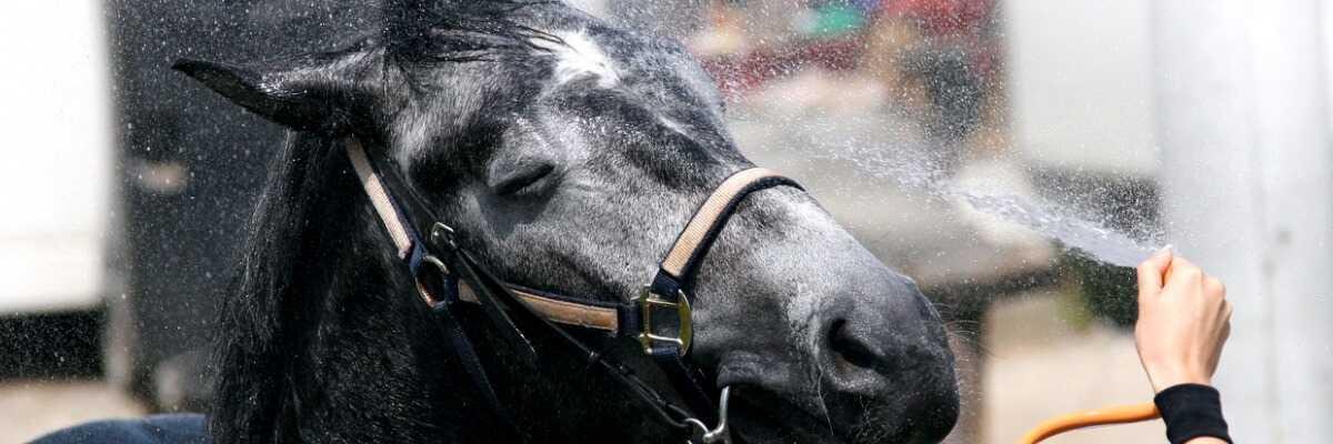 Savoir donner une douche à votre cheval
