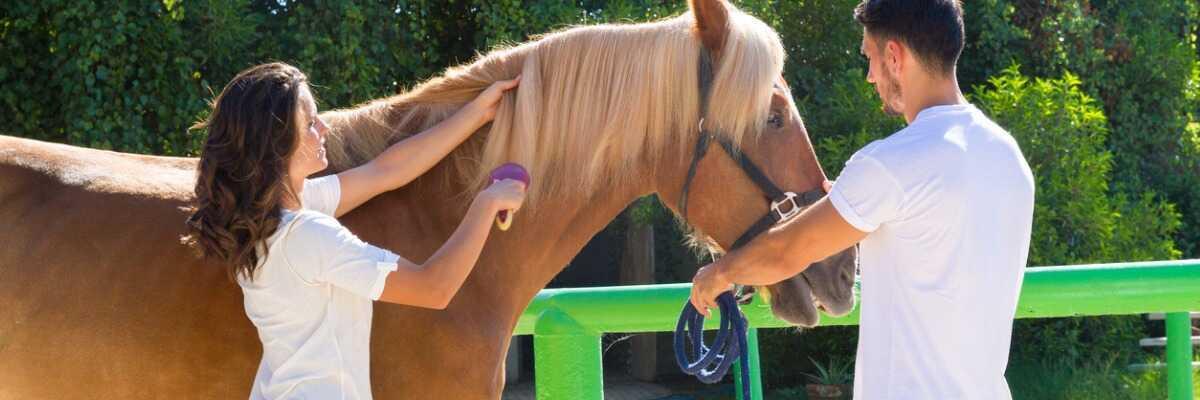 De dagelijkse verzorging van je paard, hoe pak je dit aan