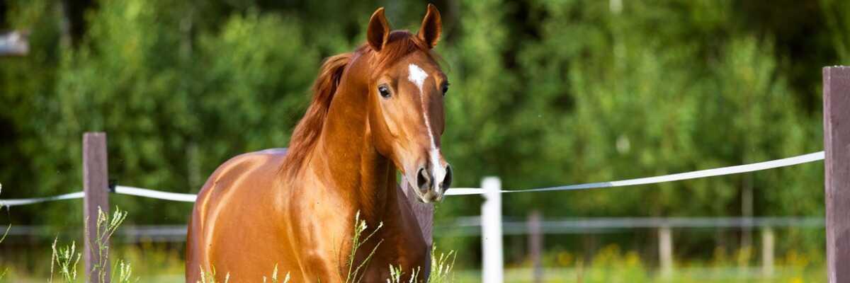 hoe scheer je een paard