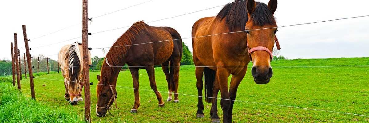 Protéger votre cheval des insectes