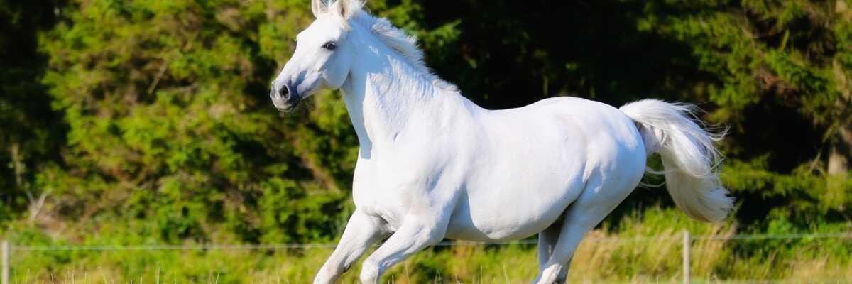 Hoe laat je je paard wennen aan de wei