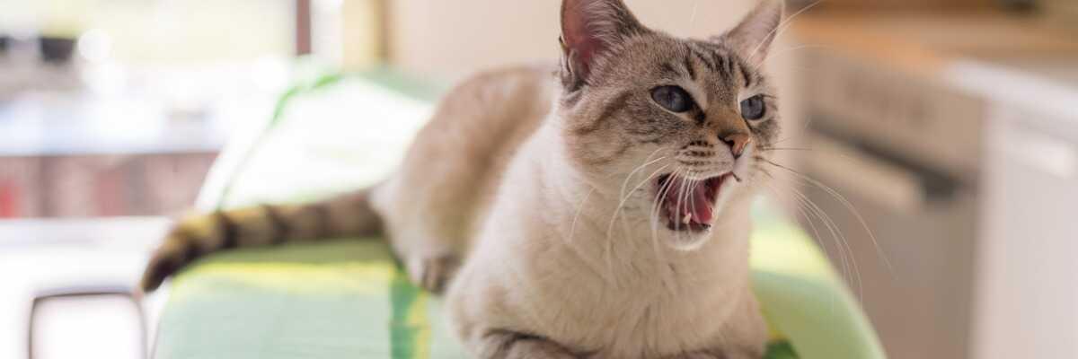 Hoe verklaar je de boosheid van je kat?