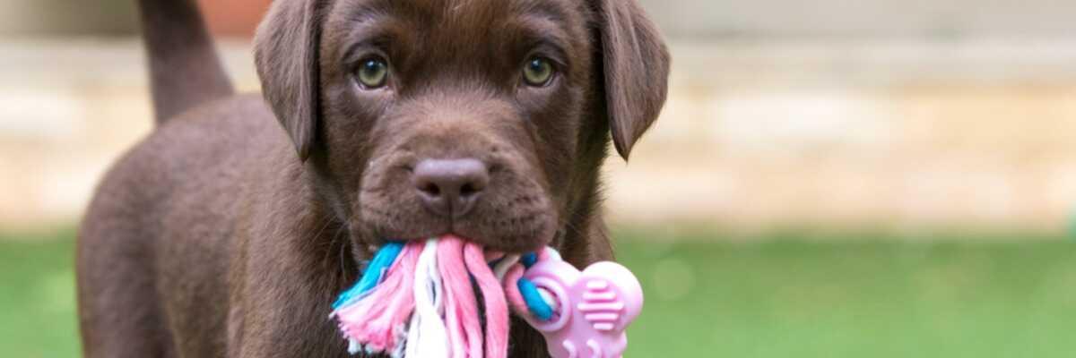 Je puppy trainen