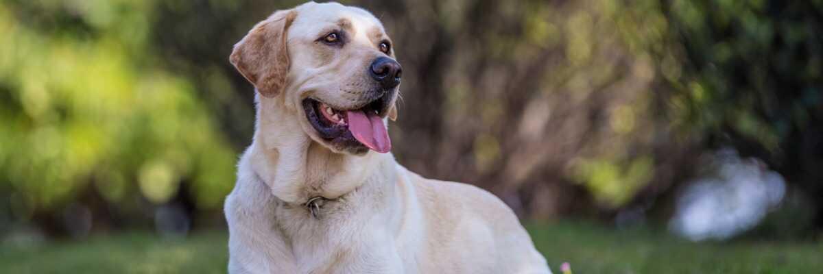 Coprofagie bij honden
