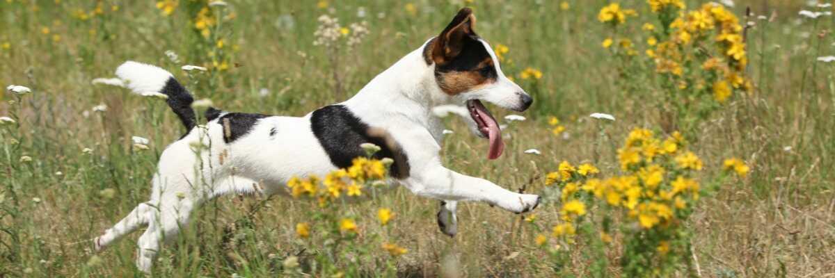 Weggelopen hond