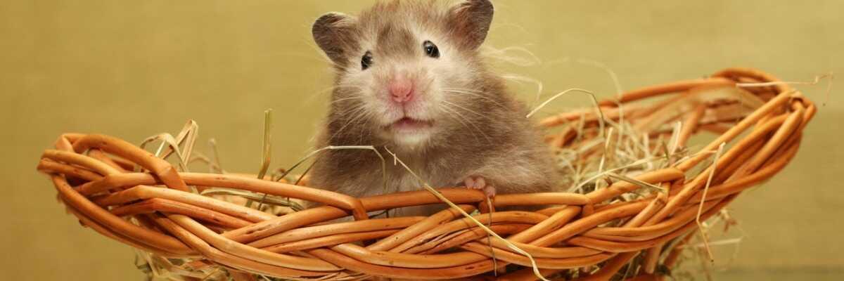 Leefomgeving en hygiëne van je hamster