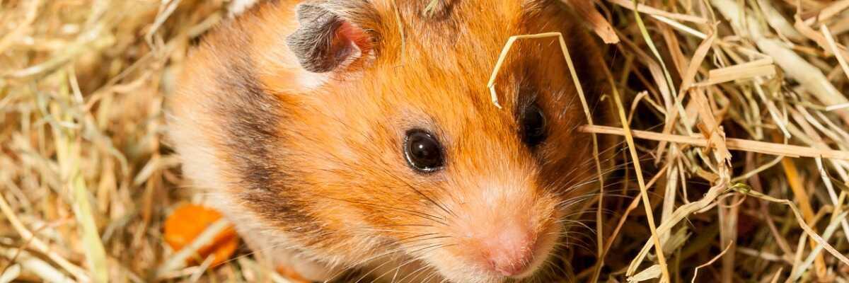 Hamster in zijn nest