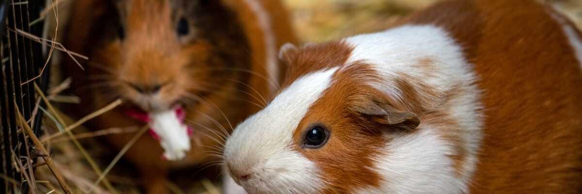 Cavia's in hun nest