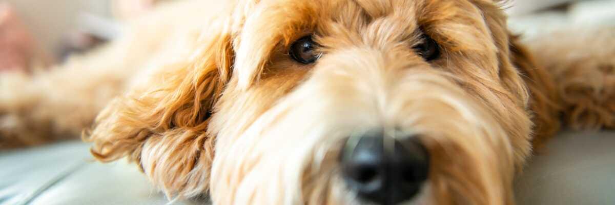 Leptospirose bij honden