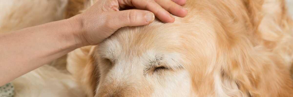 Protéger votre chien contre la parvovirose