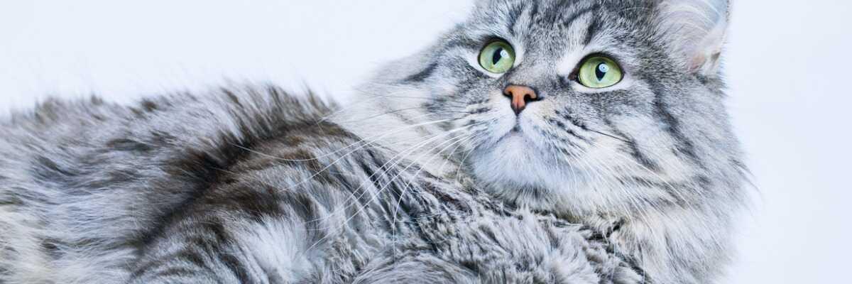 Kat beschermen tegen chlamydiose