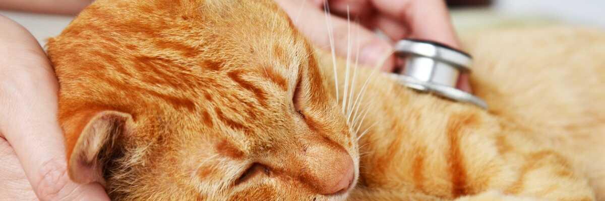 Kattenleukemie