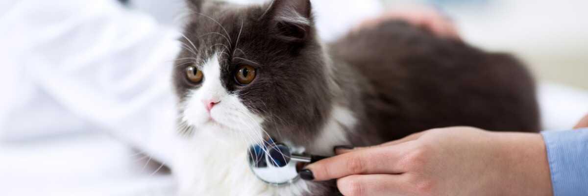 Hoe bescherm je je kat tegen FIV?