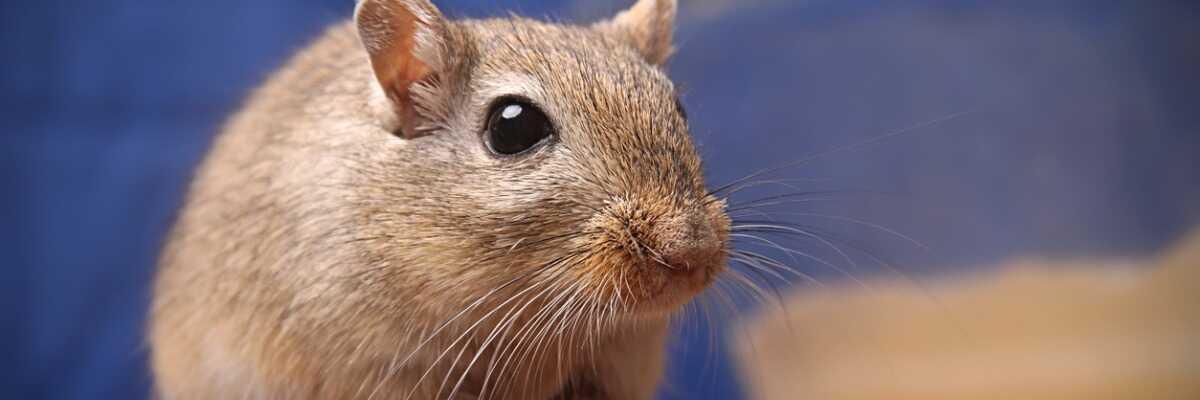 De gerbil, wat moet je weten?