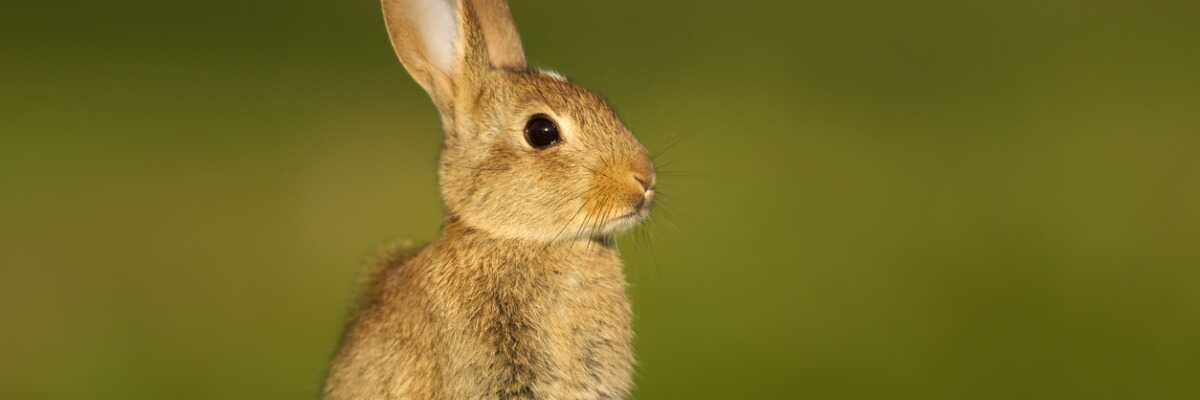 ce qu'il faut savoir pour protéger son lapin de la myxomatose