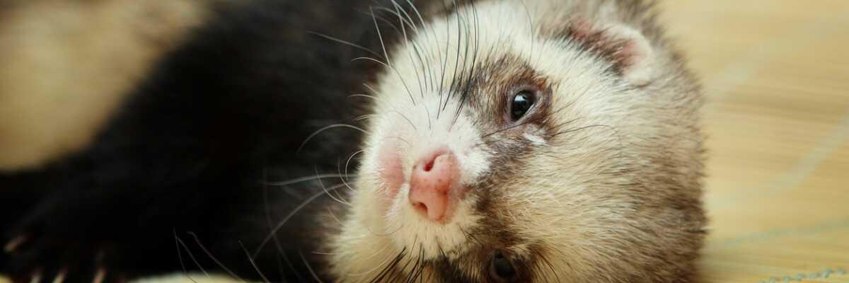 Prévenir l'hyperoestrogénisme chez la furette