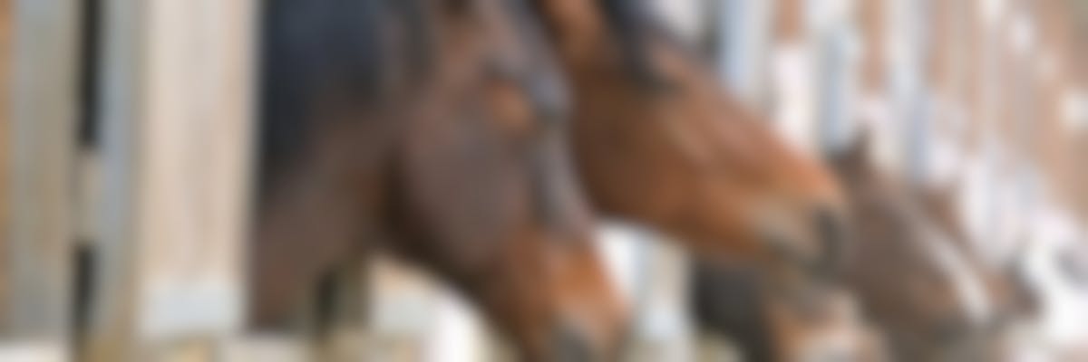 La gourme du cheval : les symptômes de cette maladie infectieuse