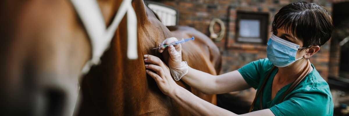 Maladie de Lyme chez le cheval : comment prévenir plutôt que guérir ?