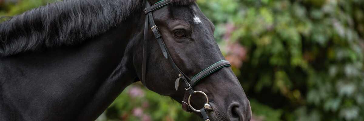 Soulager et prévenir la dermite du cheval