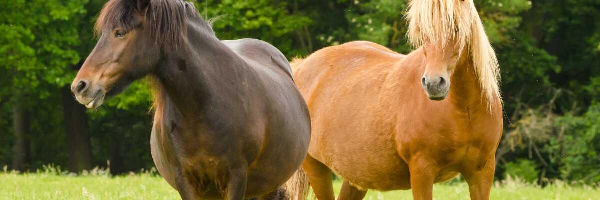 Gestation du cheval : comment se déroule la grossesse ?