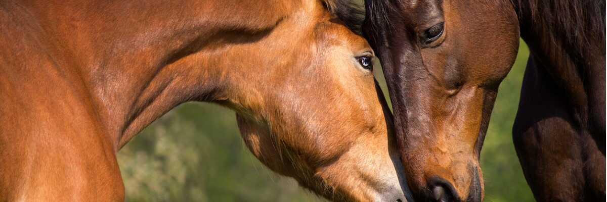 Piroplasmose du cheval : comment la traiter ?