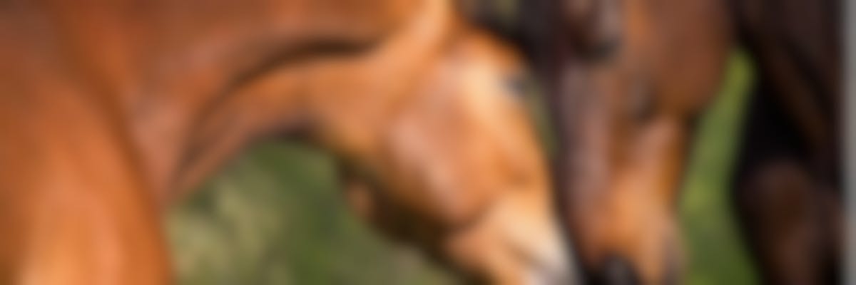 Piroplasmose du cheval : comment la traiter ?