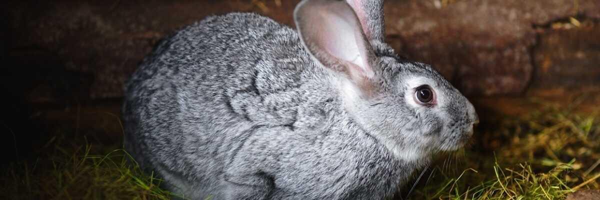 Diarrhée du lapin : quels sont les bons réflexes ?