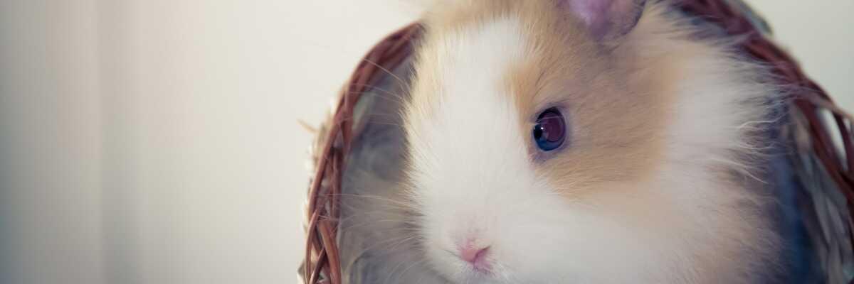 Apprendre à déterminer le sexe d'un lapin