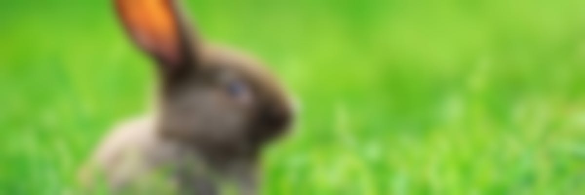 A quoi servent les oreilles du lapin ?