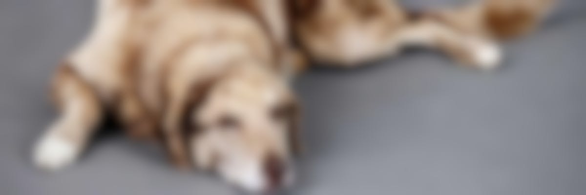 Mon chien a un cancer : que dois-je faire ? 