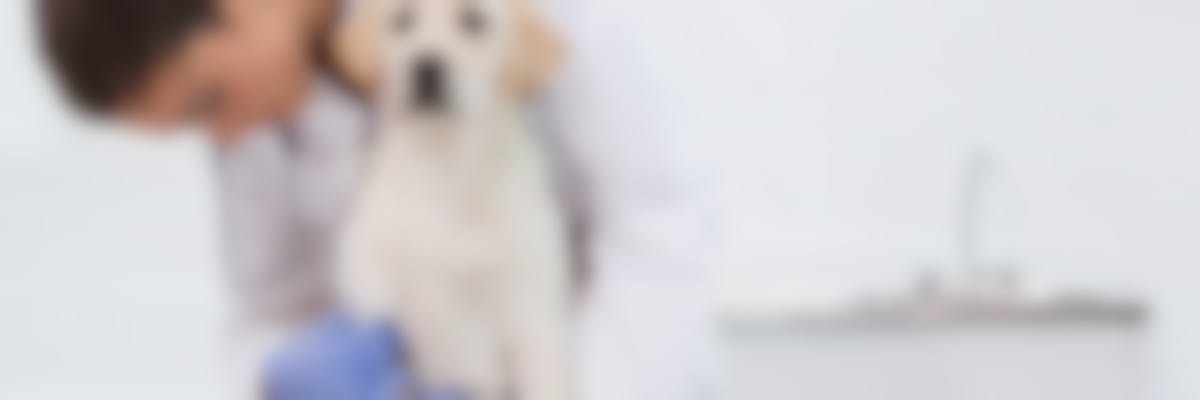 Calculs urinaires du chien : comment les faire disparaître ?