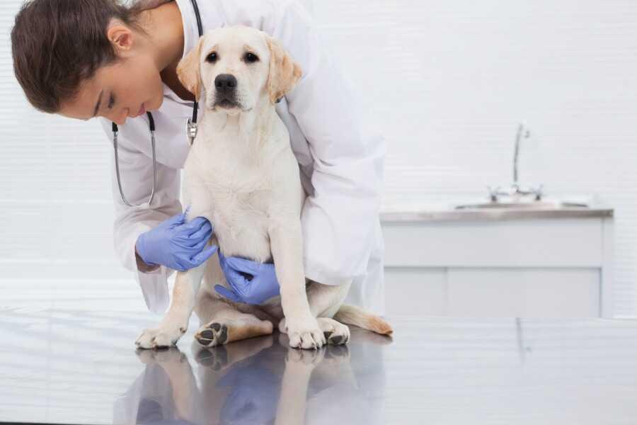 Soulager et soigner les calculs urinaires du chien