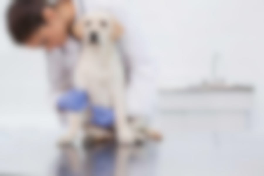 Calculs urinaires du chien : comment les faire disparaître ?
