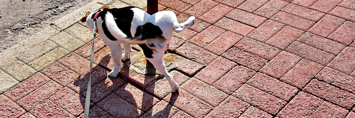 Les 3 problèmes urinaires les plus courants chez le chien