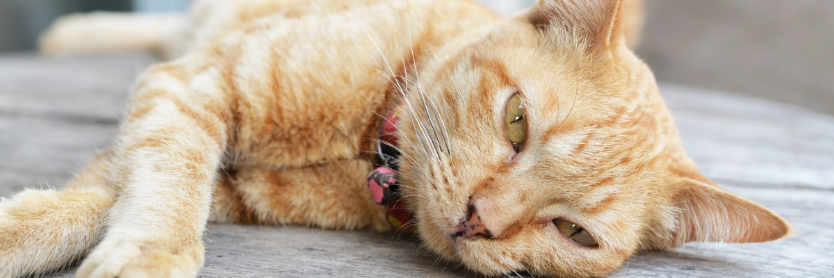 Les 3 problèmes urinaires les plus courants chez les chats