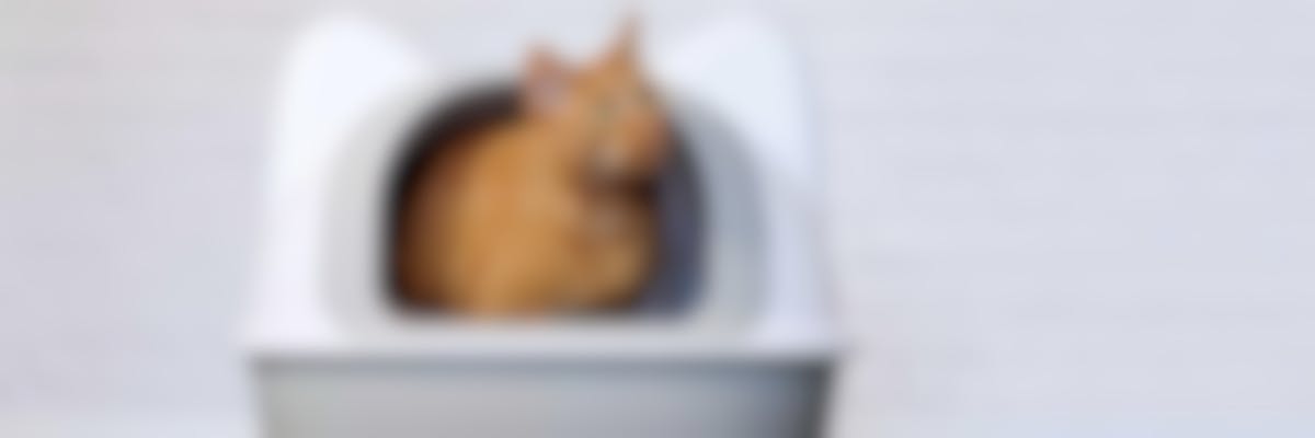 Comment bien choisir la litière de mon chat ?