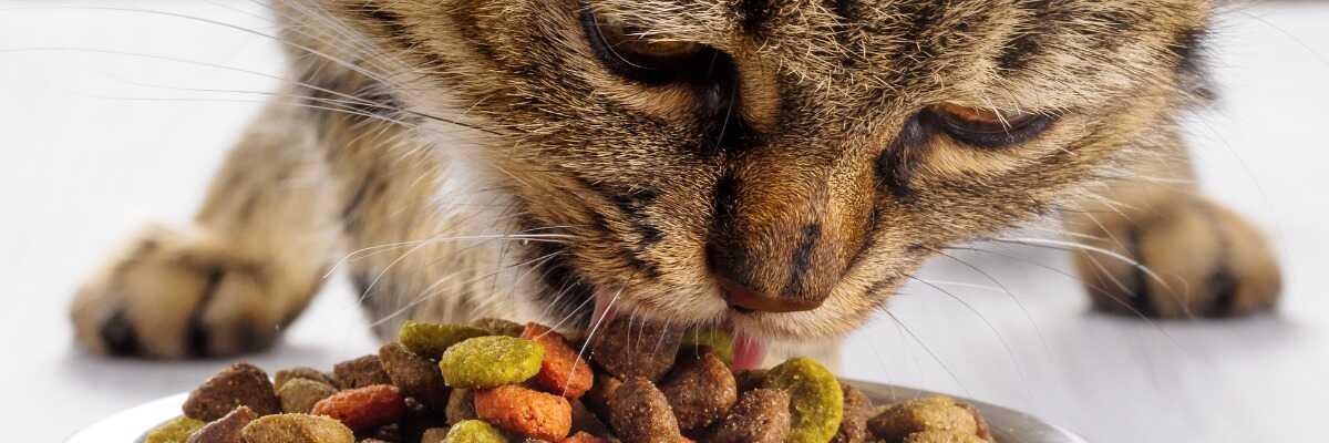 Allergie alimentaire du chat : comment y remédier ?
