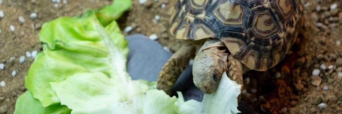 Quelle alimentation pour ma tortue de terre ? - Blog